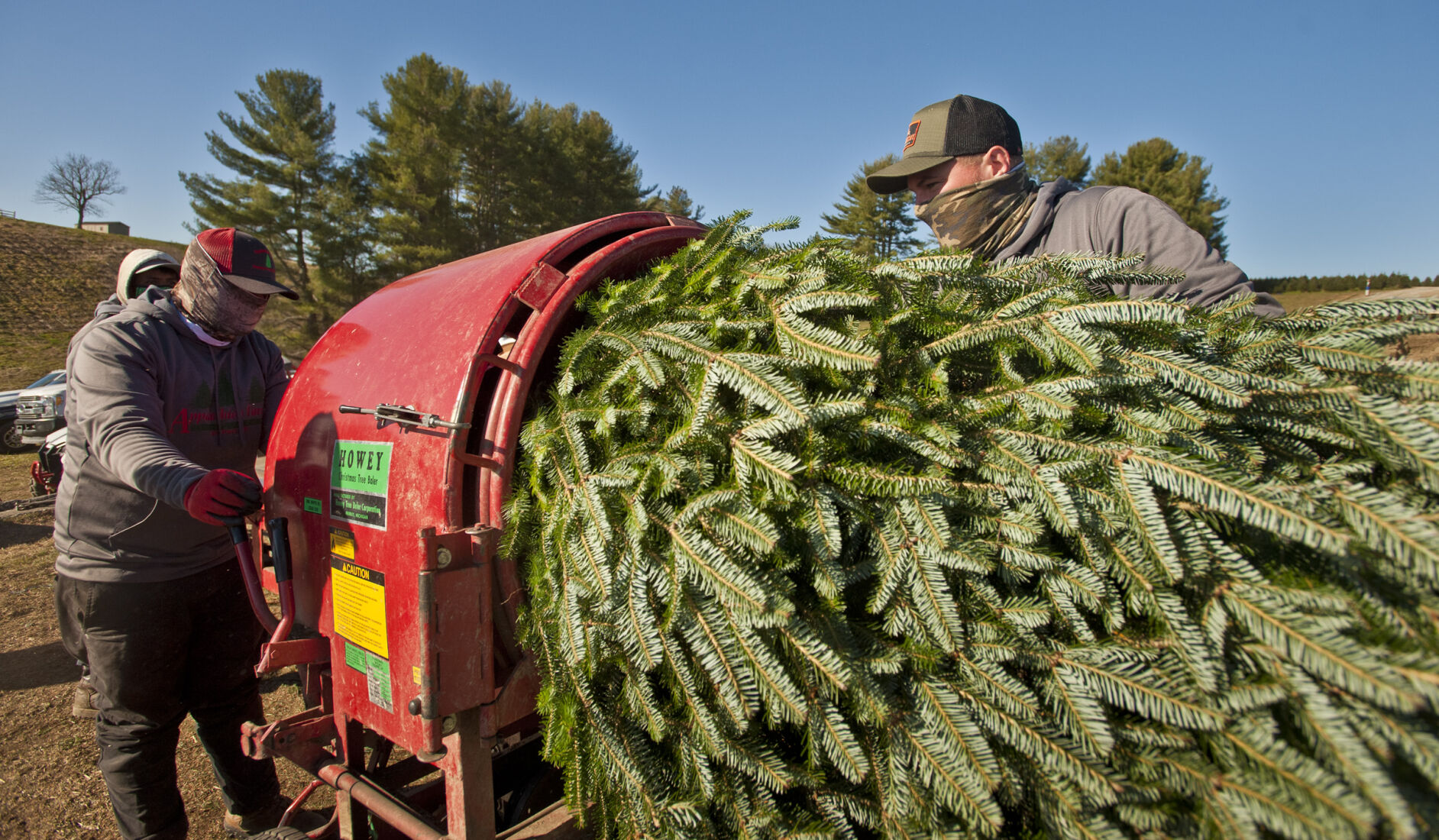 Choose and cut Christmas trees